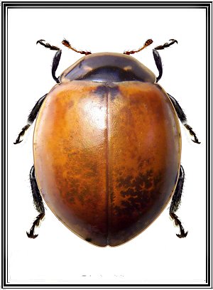 Cycloneda chilena