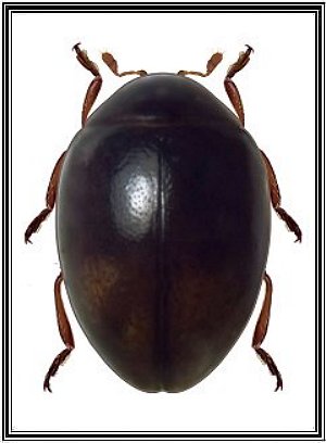 Coccidophilus sp.