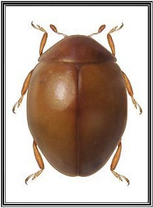 Coccidophilus sp.