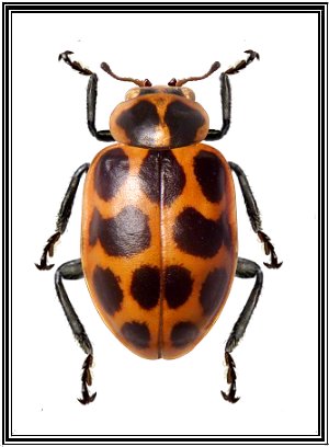 Coleomegilla quadrifasciata
