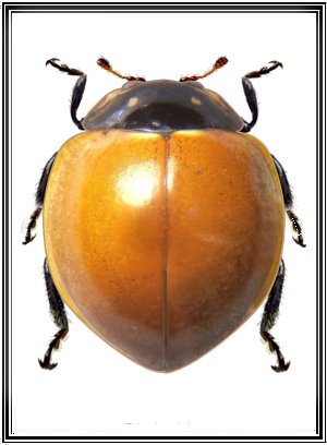 Cycloneda chilena