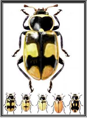 Eriopis eschscholtzi cruciata