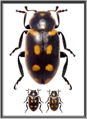 Eriopis andina