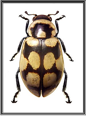 Eriopis andina