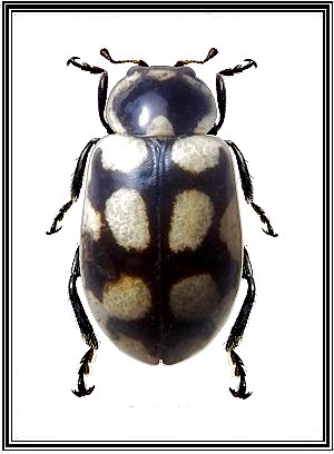 Eriopis connexa