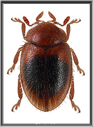 Coccidophilus sp.