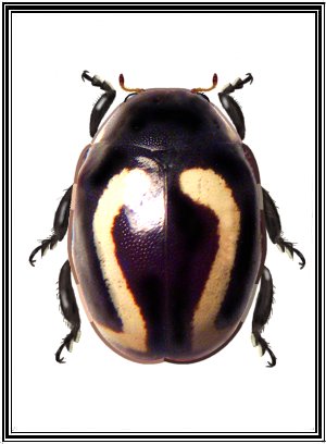 Hyperaspis nana