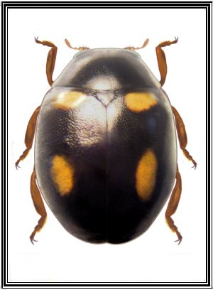 Hyperaspis nana