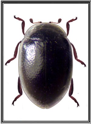 Parasidis porteri