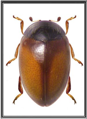 Parasidis porteri
