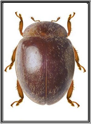Psyllobora bicongregata
