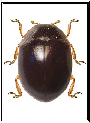 Psyllobora picta