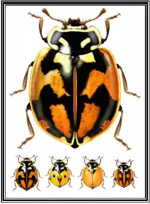 Adalia angulifera