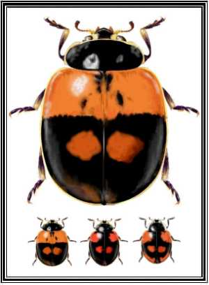 Adalia bipunctata melanica