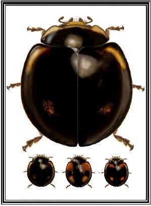 Cheilomenes sexmaculata
