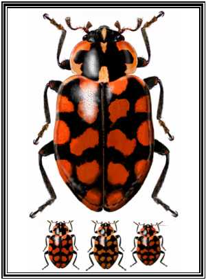 Coleomegilla quadrifasciata
