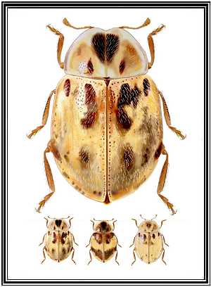 Cranoryssus fairmairei