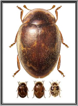 Cranoryssus flavomarginatus