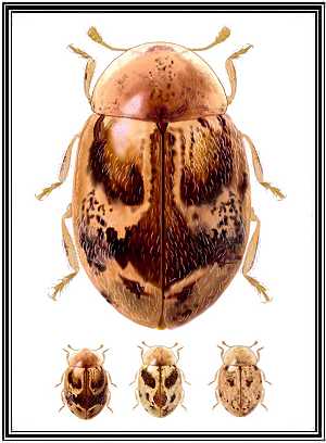 Cranoryssus variegatus