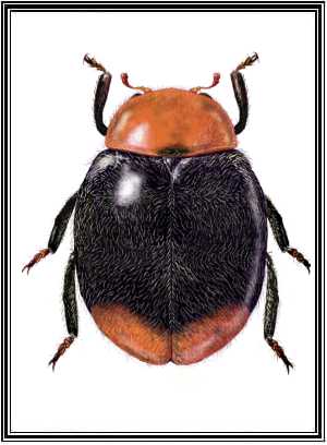Cryptolaemus montrouzieri