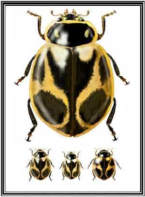 Cycloneda ancoralis