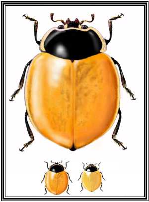 Cycloneda chilena