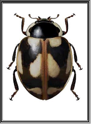 Cycloneda disconsolata