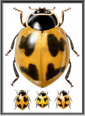 Cycloneda eryngii