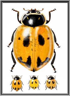 Cycloneda eryngii