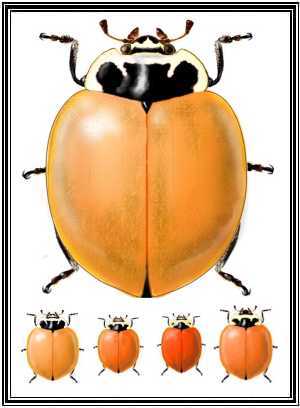 Cycloneda fulvipennis