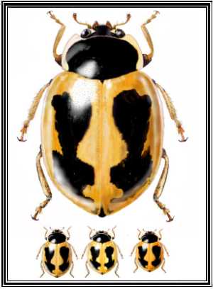 Cycloneda sp.