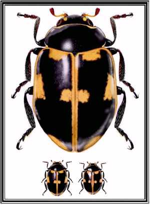 Cycloneda sp.