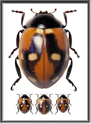 Cycloneda chilena