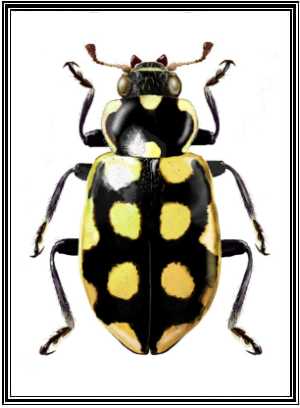 Eriopis andina
