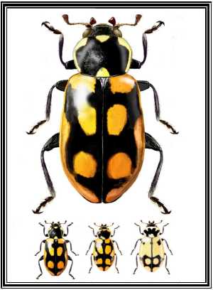 Eriopis connexa ssp.