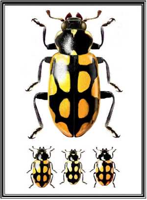 Eriopis minima