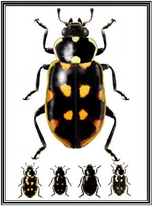 Eriopis magellanica