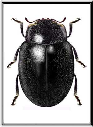 Eupaleoides chiloensis