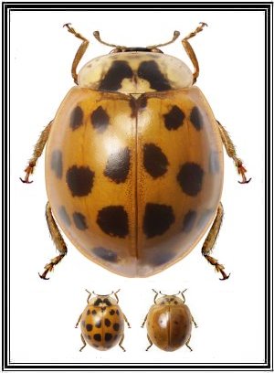 Cheilomenes sexmaculata