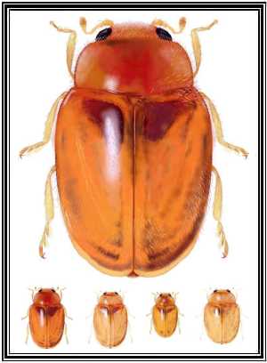 Heterodiomus brethesi