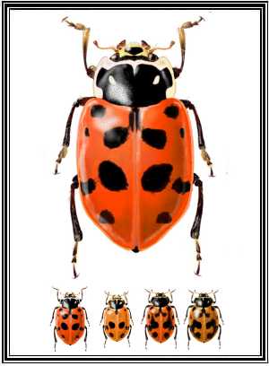 Hippodamia variegata