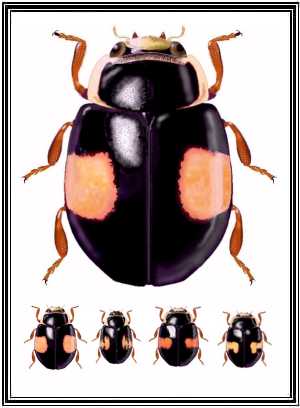 Hyperaspis funesta