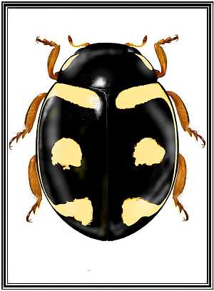 Hyperaspis germaini