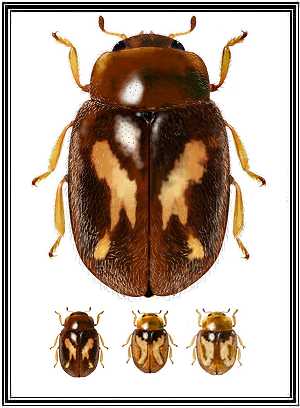 Mimoscymnus gonzalezi