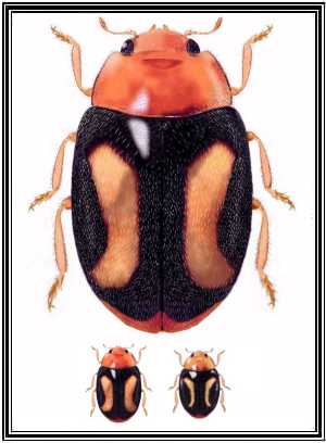 Mimoscymnus laticlavus