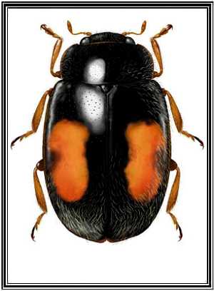 Mimoscymnus macula