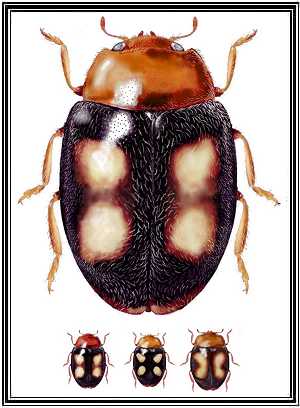 Mimoscymnus macula nitidus