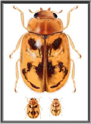 Mimoscymnus praeclarus