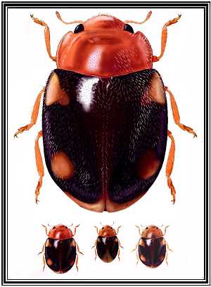 Mimoscymnus islanegrensis