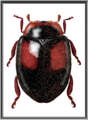 Neorhizobius fuegensis